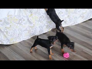 Miniature Pinscher Puppies For Sale