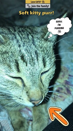 Cat purring ASMR #shorts