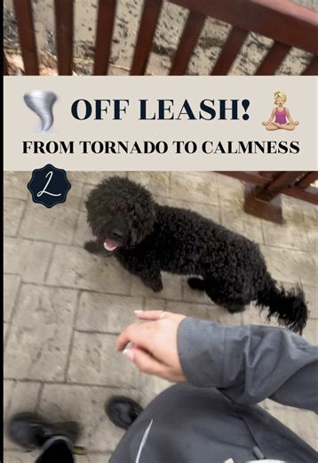 When you become the LOCUS OF CONTROL, your dog stops auditioning for the role. Most “acting out” is a dog trying to solve life with zero guidance. They scan, they decide, they explode 🌪️ Because nobody is leading. Your job is NOT to micromanage every move. Your job is to make the rules so clear that your dog can finally relax 🧘🏼‍♀️ Calm is not luck. Calm is structure. If you want your dog to stop making chaotic choices, start being the one who makes the decisions. DM “LOCUS” and I will tell y