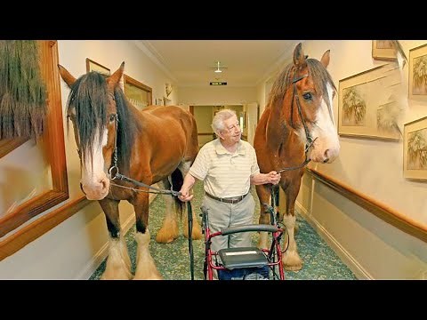 Best funniest horses of the week - Funny And Cute horses Video Compilation 2024 🐴#1