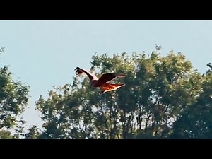 Red Kite flying hunting - Bird of Prey - Nature Herts UK