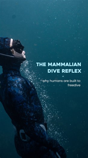Freediving Amed on Instagram: "Humans are built to freedive 🐬 The mammalian dive reflex activates the moment your face touches the water and increases the deeper we dive - slowing the heart, conserving oxygen and protecting vital organs This reflex exists in whales, dolphins, seals … and all humans too Freediving isn’t about pushing limits or ignoring your instinct It’s about understanding human physiology and learning to relax into it 🌊 🎥 @mics_pix_ #freedivingamed #freedivingschool #mammali