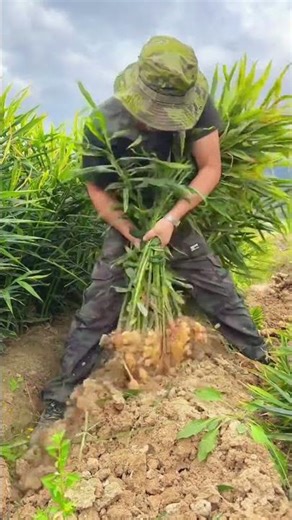 Harvesting ginger 🫚#villagelife#farming#agriculture#planting #rurallife#enjoyrurallife#cuttingskills