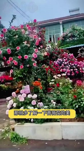 蔷薇种子 混色蔷薇花种植 #蔷薇种子 #爬藤蔷薇 花一开满园飘香·现在种上一年四季都有花看·种下一片花海·