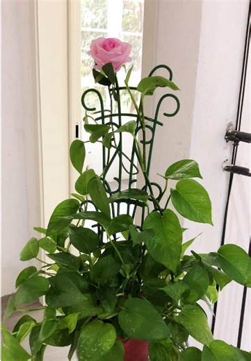 Enhancing Plant Happiness with Support Techniques