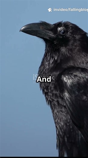 This Bird is Smarter Than You Think! 🧠🐦‍⬛