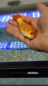 102K views · 414 reactions | My Gulper Catfish Eats MASSIVE Goldfish! #fish #fishtank | Fish With Tony Mustache | Facebook