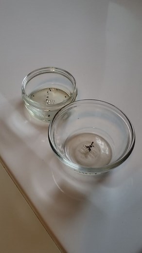 63 reactions · 14 shares | Are you missing these steps to seed starting? #gardening #seedstarting | Common Sense Home | Facebook