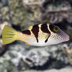 Pufferfish for sale