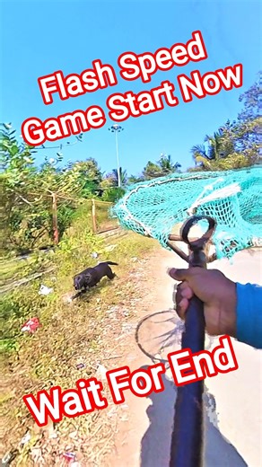 Flash Speed Game Start Now #flash #speed #ytshorts #dogwithpublicsafety #dog