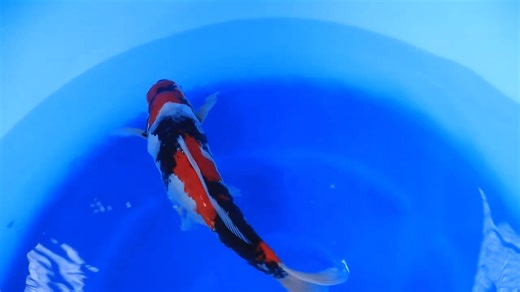 2.3K views · 70 reactions | This week I will be showcasing a Showa...