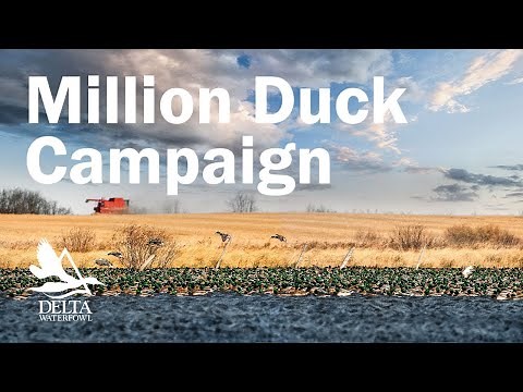 The Million Duck Campaign - Delta's Strategy to Fill the Flyways
