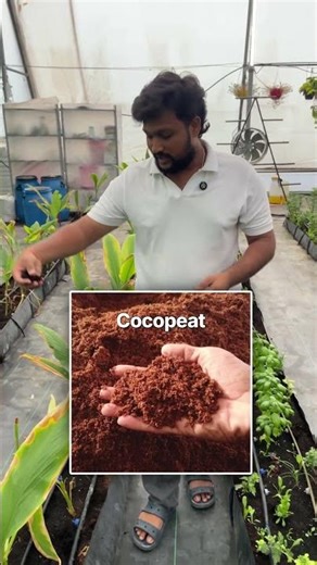 Modern Polyhouse Farming with Open Trough System 🌱