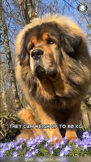 Tibetan Mastiff 🐶 The King Of Fluffy Giants!