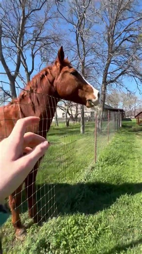 This is how he acts when he is ready to run the barrel pattern #toughstuff #crusheverything