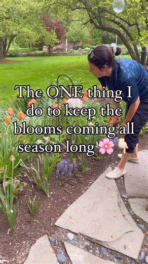 Forget the idea that deadheading is a chore! It's actually quite relaxing, almost like a mini-meditation as you move from flower to flower. All you do is snip off those fading blooms and seed heads, and voila - you're telling your plants to keep those gorgeous flowers coming! 🌼🌷The perfect time to deadhead is when your flowers start looking a little less-than-perfect. How often you do it depends on the plant - some need it daily, others barely at all! If you're not a fan of deadheading, choose