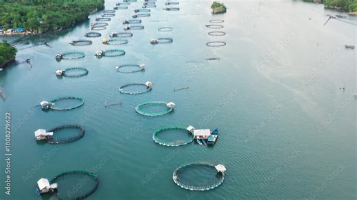 Fish farm with cages for fish and shrimp, top view. Fish cage for tilapia, milkfish farming aquaculture and pisciculture practices. Philippines, Luzon. Aerial view of fish ponds for bangus, milkfish.