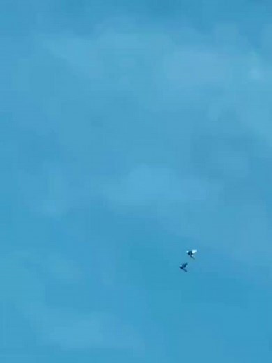 Pigeon in Flight: A Beautiful Sky Scene