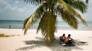 Florida's iconic palm trees threatened by invasive disease