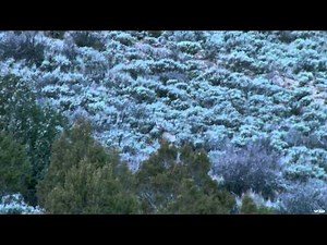 Predator Quest - Coming to The Call