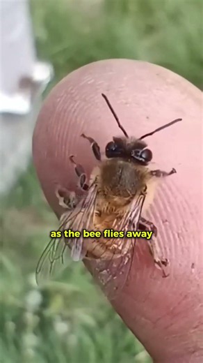 Why Do Honey Bees Die After They Sting You?