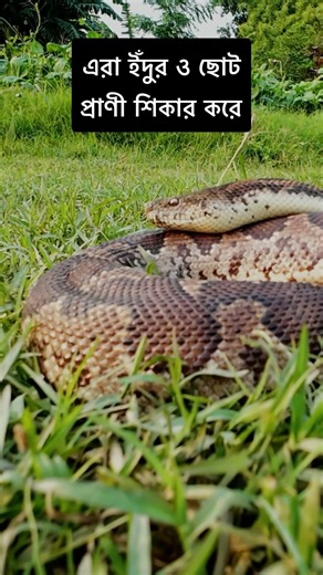 Not a Python… Not a Viper! Meet the Common Sand Boa 🐍#shortsfeed #shortsvideo #shortsviral