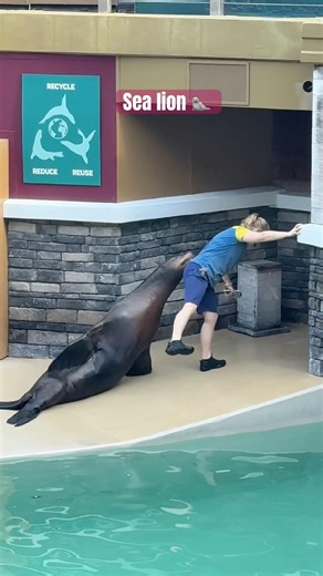 Flippers, Facts and Fun: The Sea Lion Experience #seaworld #florida #usa