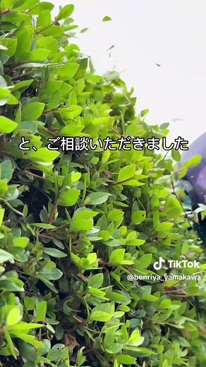 植木の刈り込み・剪定サービスのご紹介