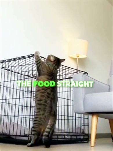 The Most Evil Cat💔😕