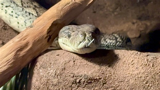 1.8K views | Slo-Mo tongue-flickering of Jake ———————————— Coastal Carpet python Morelia variegata Constrictor #radoa #ReptileAwareness #reptileawarenessdisplaysofaustralia #reptileeducation #snakeawareness | Reptile Awareness Displays of Australia - RADOA | Facebook