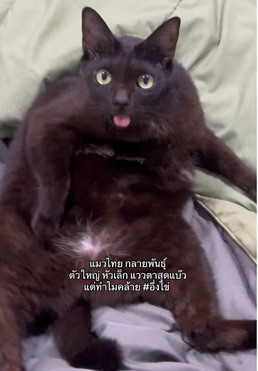 แมวไทยน่ารักที่คล้ายอึ่งไข่