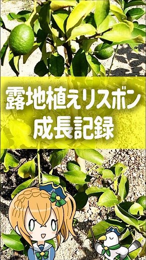 Lemon growth record 🍋 2025 🌳 Open-field planted Lisbon 🍹 #TesoroFarm #HowToGrowLemons #LemonCulti...