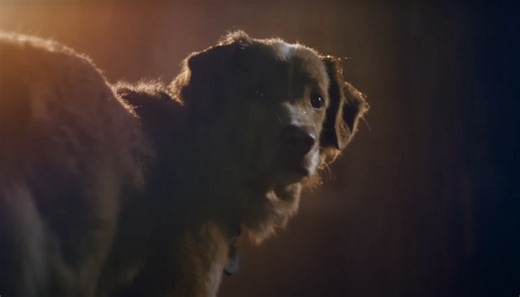Good Boy Final Trailer: Brave Dog Faces Ghosts in Horror Movie