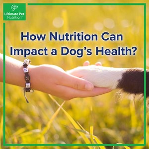 281K views | Want to naturally improve a dog's nutrition without...