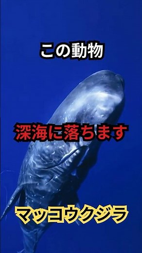 潜水記録がバグってる。マッコウクジラ #動物雑学#生き物の不思議 #動物の秘密 #知識 #豆知識 #知的好奇心