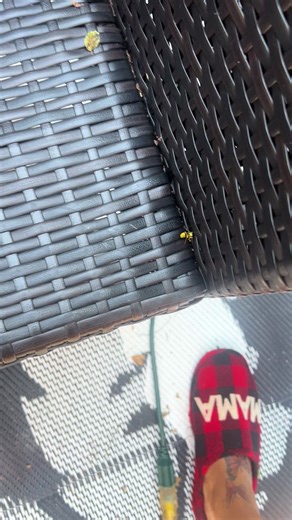 Call me Queen Bee 🐝#fyp #bees #insects #explore #bugs