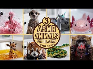 Relaxing Animal ASMR Compilation – Calming Nature & Wildlife Sounds #3 | ASMR Animals