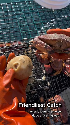 1.6K views · 3 comments | Part 1 - Sea Anemone attached to a Crab. Sea anemones are a group of predatory marine invertebrates of the order Actiniaria. Sea Anemones are related to corals, jellyfish, tube-dwelling anemones, and Hydra. ##natgeo##crab##fish##fishing##fishtok##fishingtiktoks##fyp##friendliestcatch | Friendliest Catch | Facebook