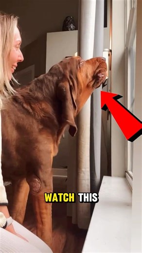 This Dog Sings On Command 😭🐶 You Have To Hear This!