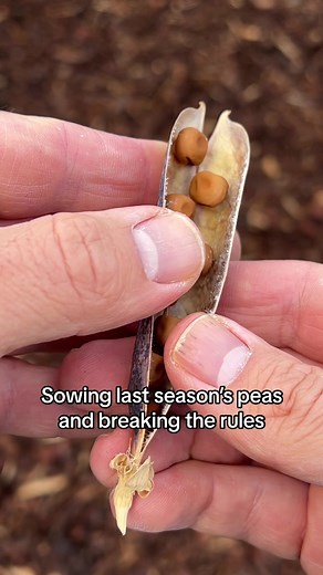 Breaking the rules and sowing peas using my tried and proven method. I sow them in a straight line, approx 1 finger width apart. It may go against the recommendation on seed packets but trust me, they don’t mind a bit of root competition. Mine get to over 3mt high as we approach the end of winter. Mass planting them like this improves trellis coverage and overall yield. April or the cooler months is the perfect time to direct sow them in a temperate zone. I simply train them up a sturdy and tall