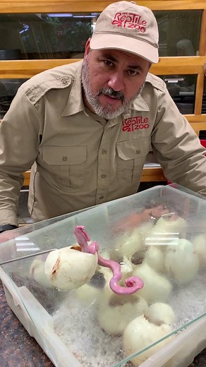 Unusual Baby Reticulated Python Discovery