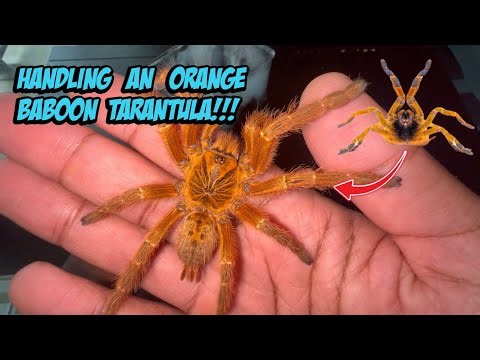 Handling My OBT For The Very First Time!!! Orange Baboon Tarantula