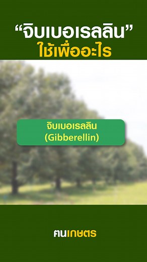 จิบเบอเรลลินใช้เพื่ออะไร? “จิบเบอเรลลิน” คือ ฮอร์โมนพืชสนับสนุนการกระตุ้นการเจริญเติบโตของพืช ซึ่งสามารถส่งเสริมการยืดตัวของเซลล์พืช การยืดตัวของลำต้น การขยายตัวของใบ เร่งการเจริญเติบโตและการพัฒนา ทำให้พืชสุกเร็วขึ้น ดังนั้นหากเราต้องการให้พืช ขยายตัวของใบ การยืดตัวของลำต้น เร่งการเจริญเติบโต เช่น - ในช่วงการแตกยอดของทุเรียน “จิบเบอเรลลิน” จะสนับสนุนการยืดตัวข้อและการแผ่ขยายของใบ - ในช่วงติดดอก “จิบเบอเรลลิน” มีผลต่อพัฒนาการของดอกโดยเฉพาะพัฒนาการของก้านชูเกสรตัวผู้และกลีบดอก - ในช่วงติดผลเล็กที่