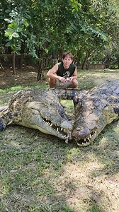 Feeding Nile Crocodiles! | Wild Charles