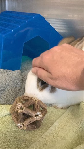 Cute bunny alert! This sweetheart is currently available for adoption. Come visit us tomorrow 12-4 #bunnylove | Richmond Animal Care & Control