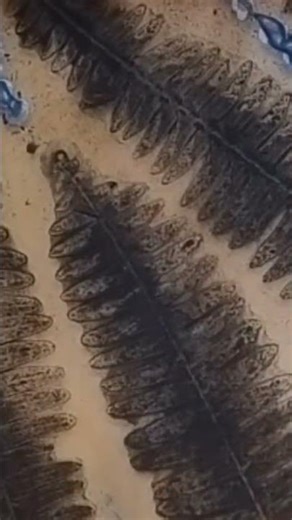 Estampas botánicas con Gelli plate #aure_art #monoprints #geliprint