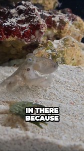 291K views · 7.4K reactions | Feeding octopuses live crabs is essential to keeping them healthy #octopus #petoctopus #thereefdoc #unotheocto | The Reef Doc | Facebook