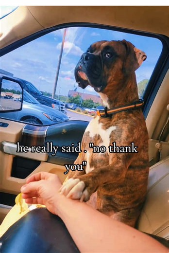 Boxer #dog #doglover #comedy #fyp #dogsoftiktok | boxer dogs