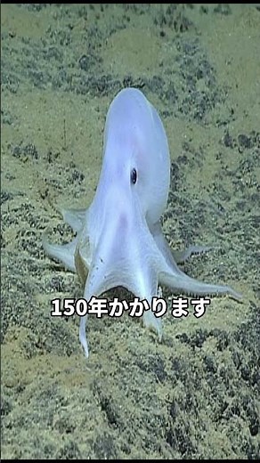A Shark Found Swimming Since 512 Years Ago