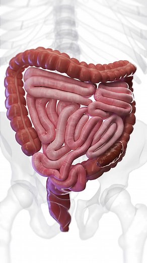 The Motion of Digestion: Peristalsis & Constipation Peristalsis is the wave-like muscle movement in the intestines that pushes food through the digestive tract. When this movement slows down or becomes irregular, constipation occurs. . . . . . . . . #viralreelschallenge #trendingreelsvideo #viralr #viralvideochallenge #science #3d #medical #No1 #loveislove #trendingvideo | Medico Kashu